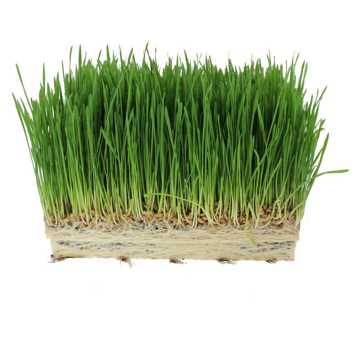 Organic Cat Grass Seed Blend 12 oz X776502