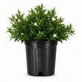 2 Extra Large 3 Gallon Frostproof Gardenia Jasminoides Fragrant Evergreen Shrub D9248