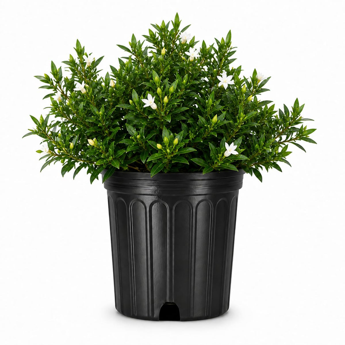 2 Extra Large 3 Gallon Frostproof Gardenia Jasminoides Fragrant Evergreen Shrub D9248