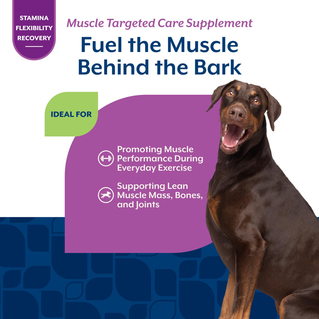 Hip & Joint Supplement for Dogs 60 Ct L9402