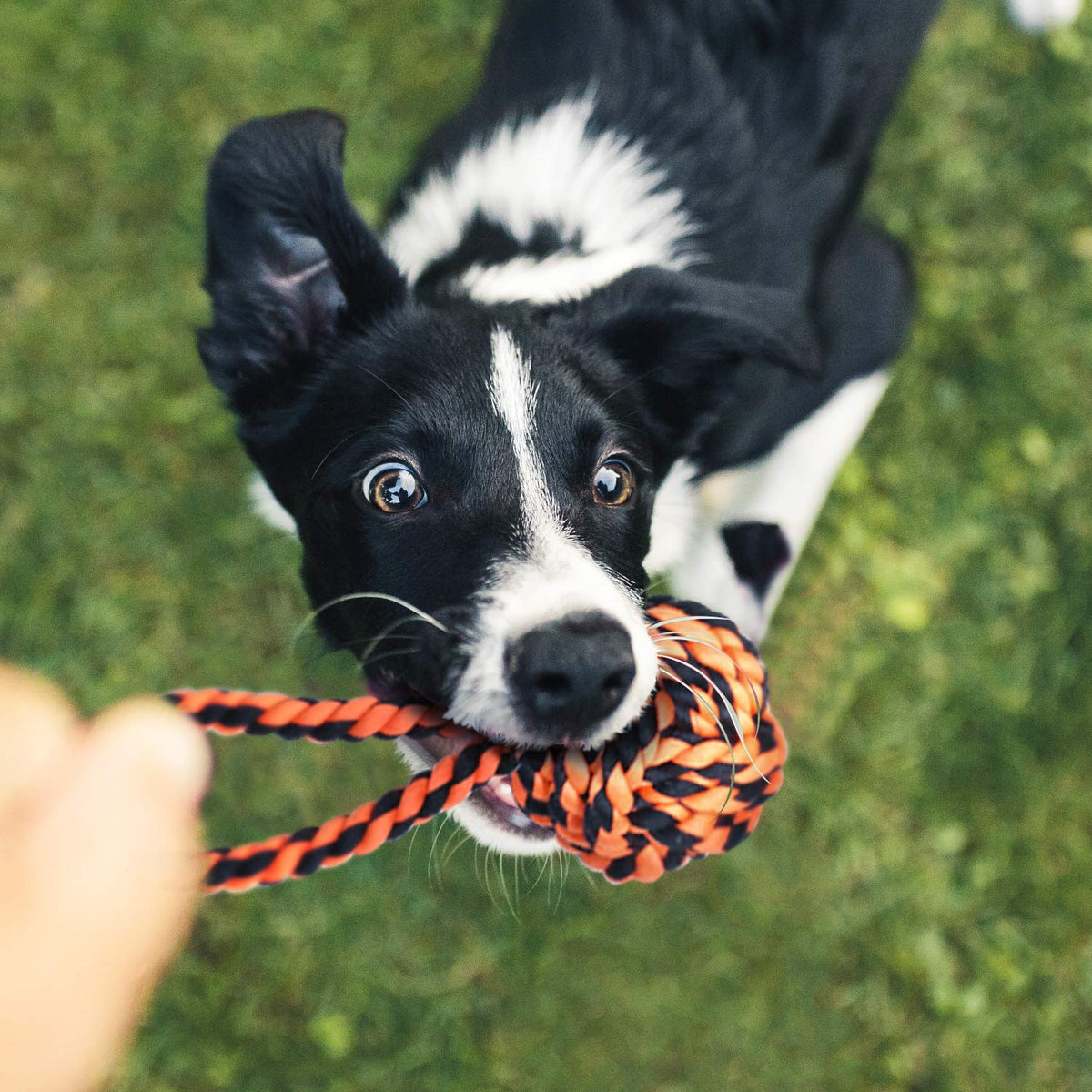 9 Pack Dog Rope Toys J630698