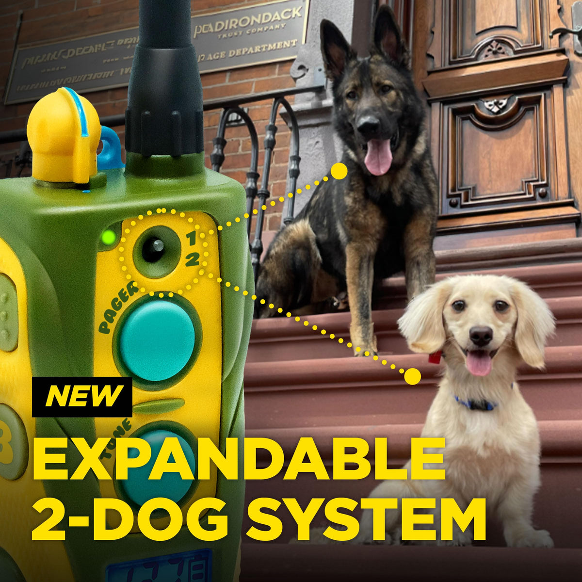 Waterproof Dog Training Collar with Remote J1590