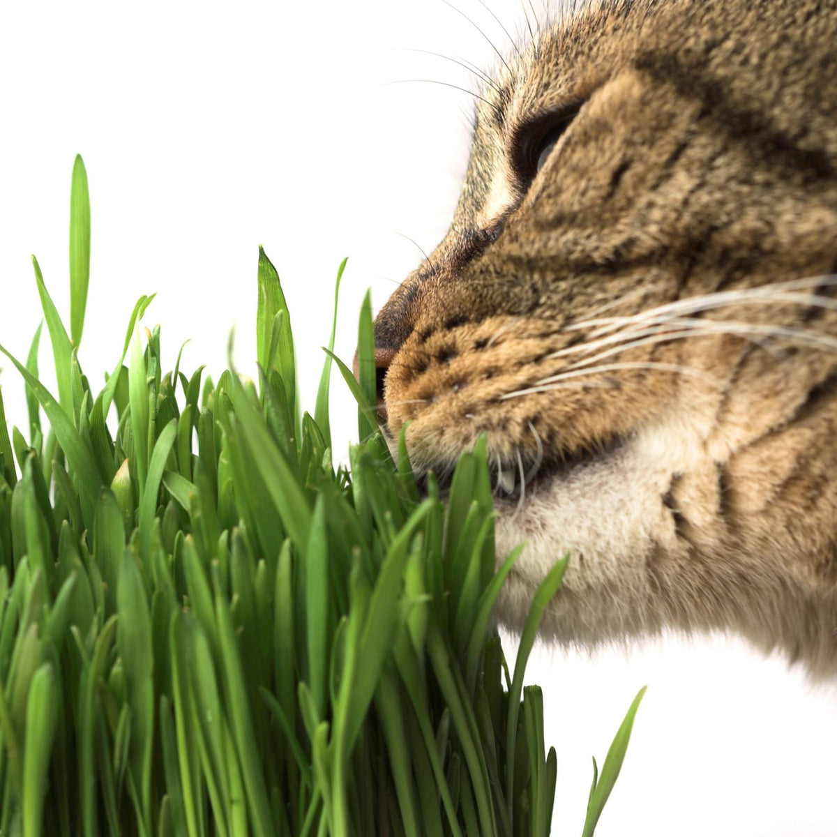 Organic Cat Grass Seed Blend 12 oz X776502