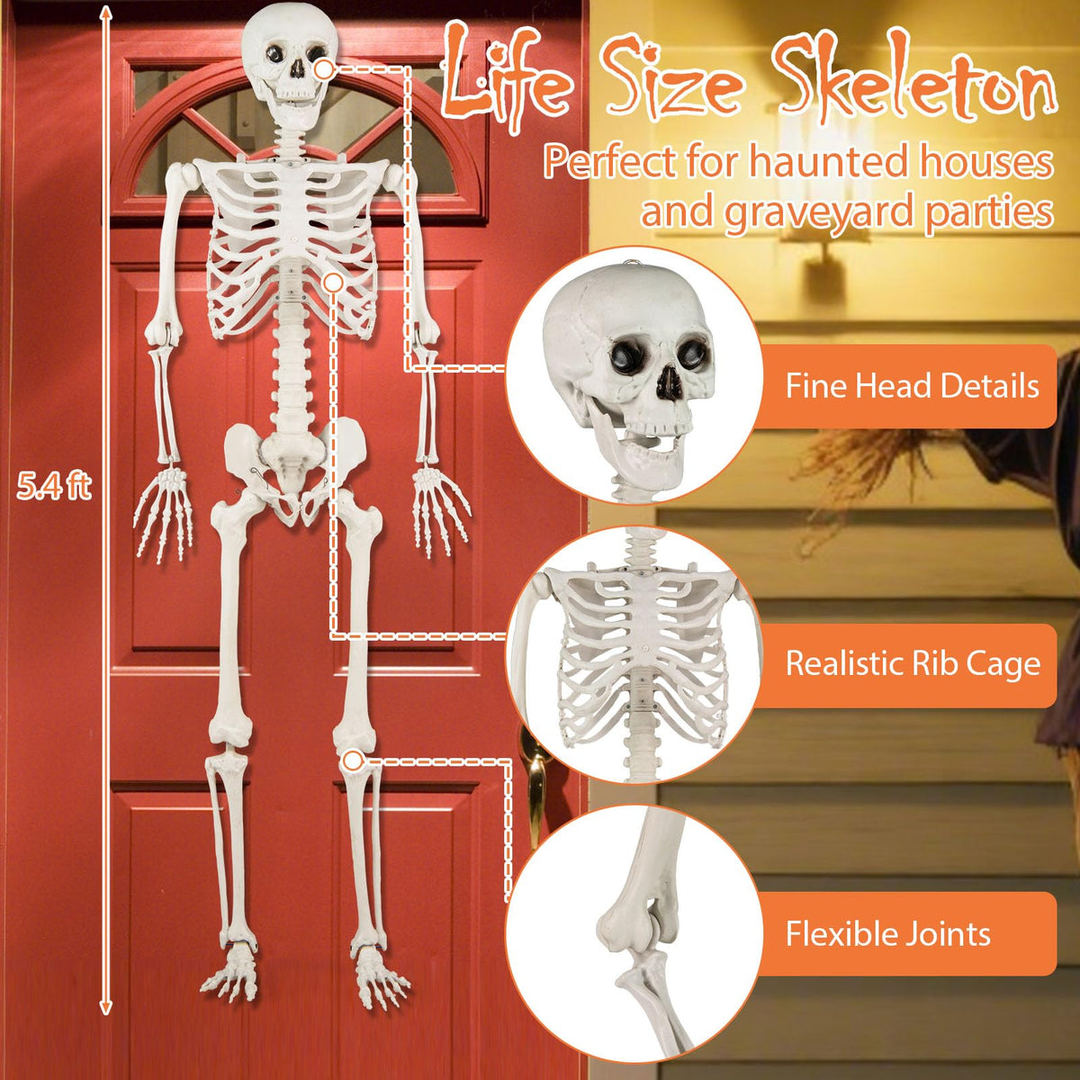 Life Size Posable Skeleton with Movable Joints D94795
