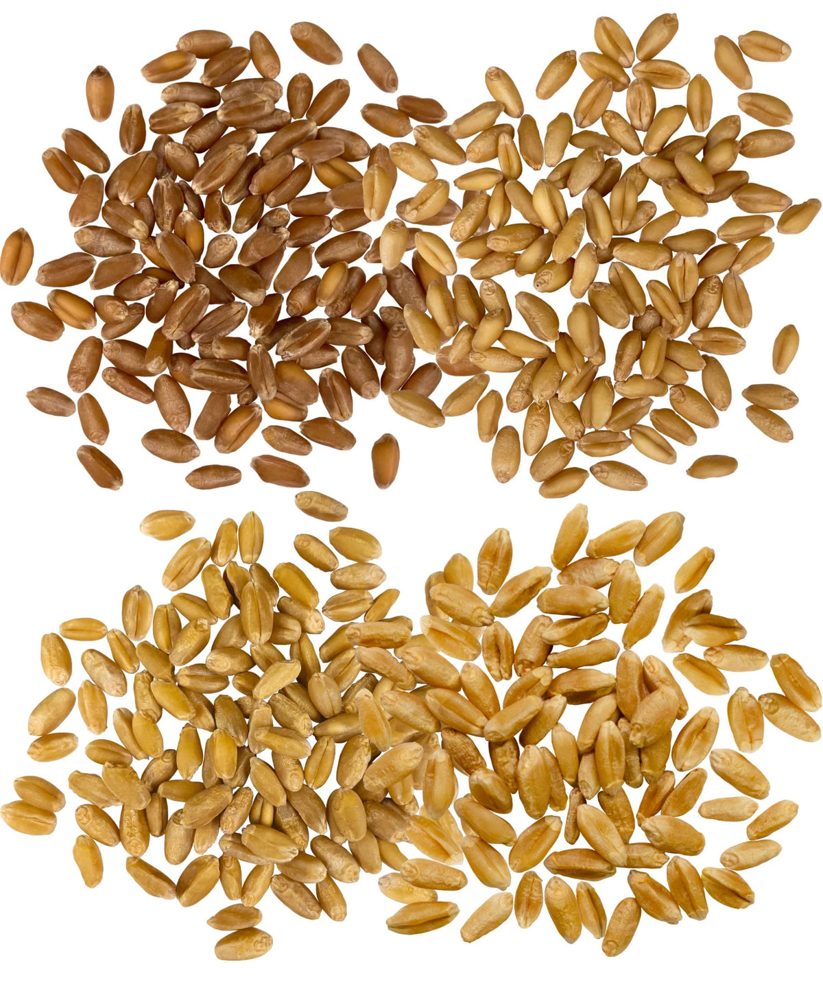 Hard Red Winter and Spring White Wheat Berries 100 LBS C7287
